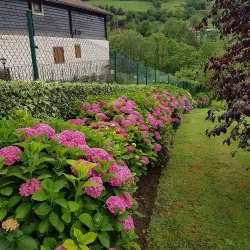 Trabajos profesionales de jardinería