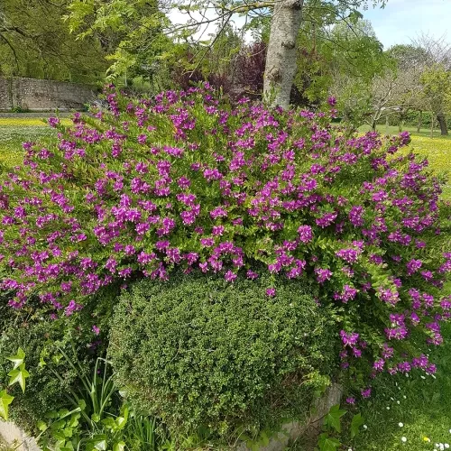 Diseño de jardines y paisajismo