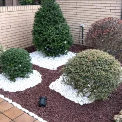 Gardenia en proyectos de jardinería