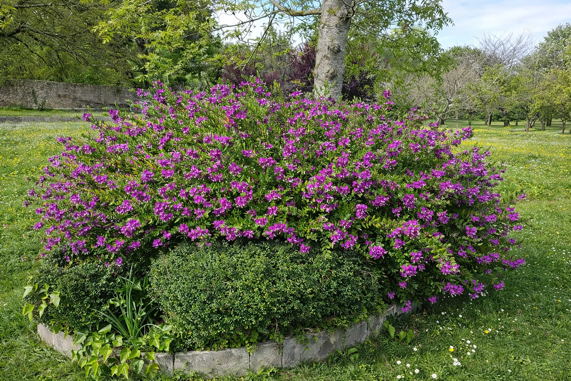 Gardenia, empresa de jardinería y limpieza en Gijón