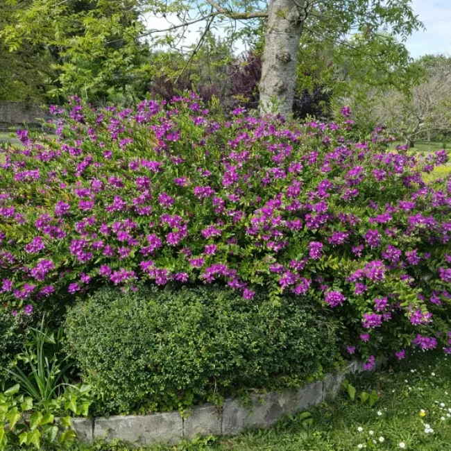 Gardenia, empresa de jardinería y limpieza en Gijón
